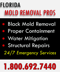 Florida-Mold-Removal-Pros